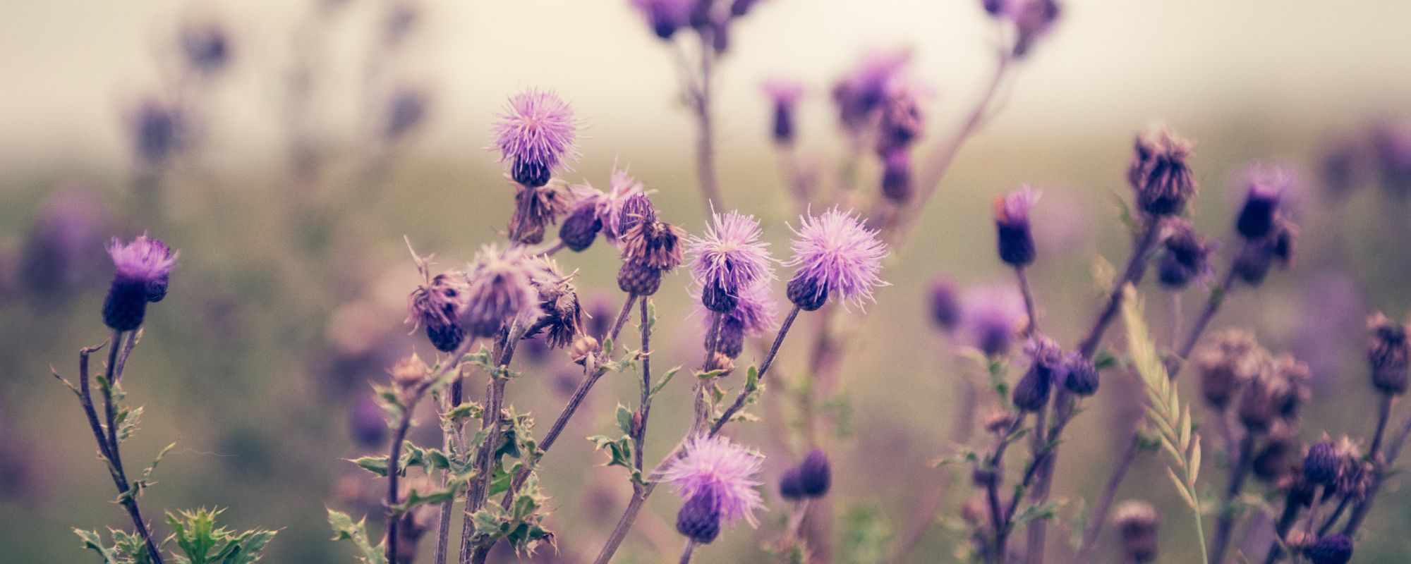 Header_mariendistel