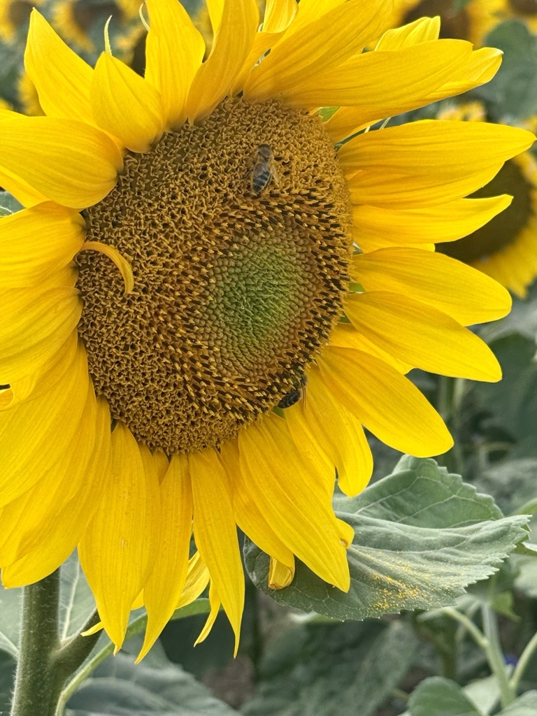 sonnenblume