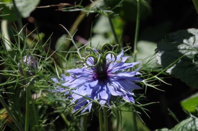 Nigella_sativa_Pflanze